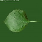 leaf_00259.jpg