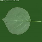 Filename=leaf_00286.jpg
Filesize=59KiB
Dimensions=640x640
Date added=Sep 14, 2006 leaf_00286.jpg
