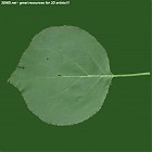 leaf_00287.jpg