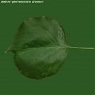 Filename=leaf_00317.jpg
Filesize=62KiB
Dimensions=640x640
Date added=Sep 14, 2006 leaf_00317.jpg