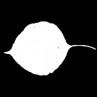 Filename=leaf_mask_00081.jpg
Filesize=23KiB
Dimensions=640x640
Date added=Sep 14, 2006 leaf_mask_00081.jpg