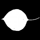 Filename=leaf_mask_00082.jpg
Filesize=23KiB
Dimensions=640x640
Date added=Sep 14, 2006 leaf_mask_00082.jpg