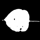Filename=leaf_mask_00220.jpg
Filesize=24KiB
Dimensions=640x640
Date added=Sep 14, 2006 leaf_mask_00220.jpg