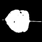 Filename=leaf_mask_00221.jpg
Filesize=24KiB
Dimensions=640x640
Date added=Sep 14, 2006 leaf_mask_00221.jpg