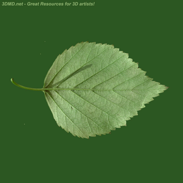 Leaf Texture        