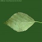 Filename=leaf_texture_00000.jpg
Filesize=64KiB
Dimensions=640x640
Date added=Sep 14, 2006 leaf_texture_00000.jpg
