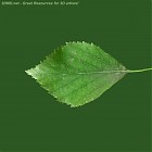 Filename=leaf_texture_00001.jpg
Filesize=57KiB
Dimensions=640x640
Date added=Sep 14, 2006 leaf_texture_00001.jpg