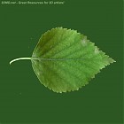 Filename=leaf_texture_00002.jpg
Filesize=65KiB
Dimensions=640x640
Date added=Sep 14, 2006 leaf_texture_00002.jpg