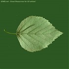 Filename=leaf_texture_00003.jpg
Filesize=71KiB
Dimensions=640x640
Date added=Sep 14, 2006 leaf_texture_00003.jpg