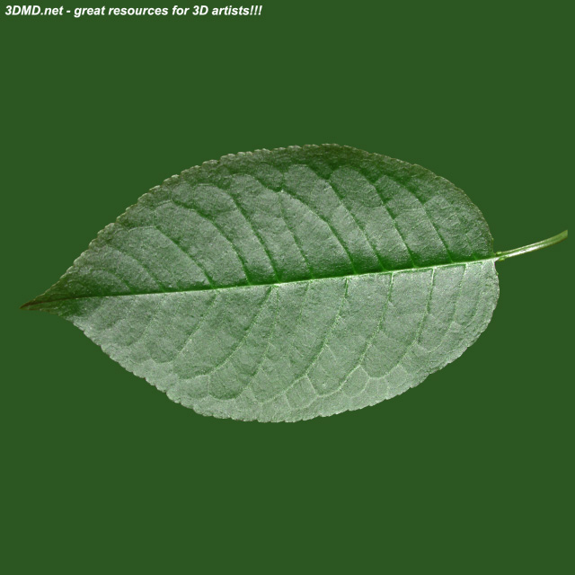 Cherry Leaf Texture  