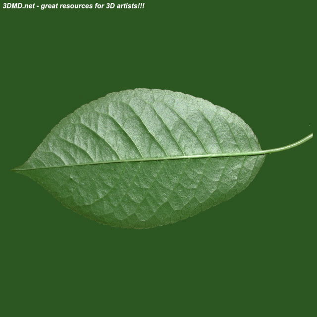 Leaf        