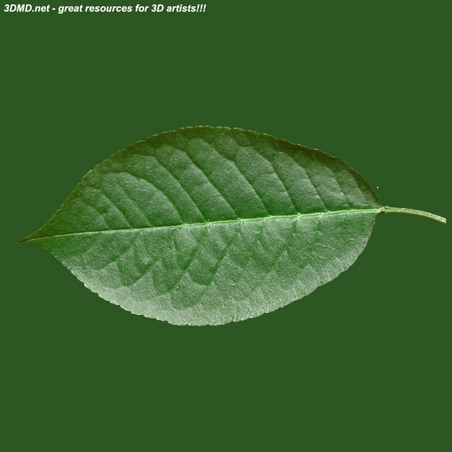 Leaf        