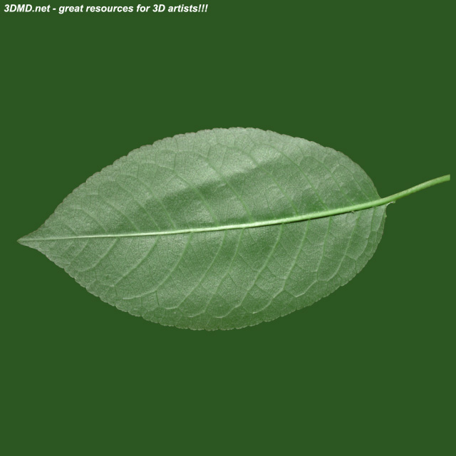 Leaf        