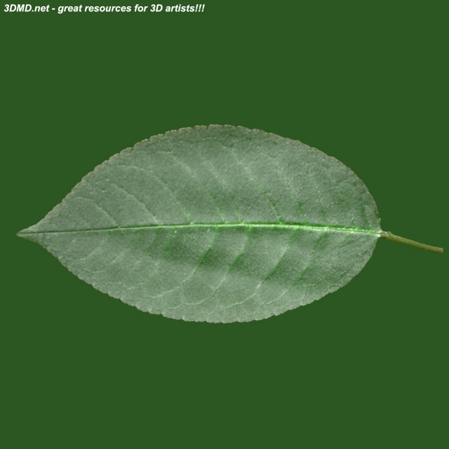 Leaf        