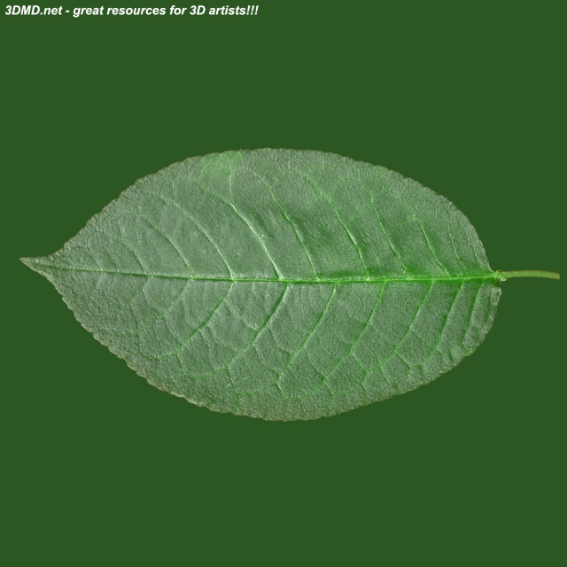 Leaf        