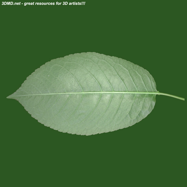 Leaf        