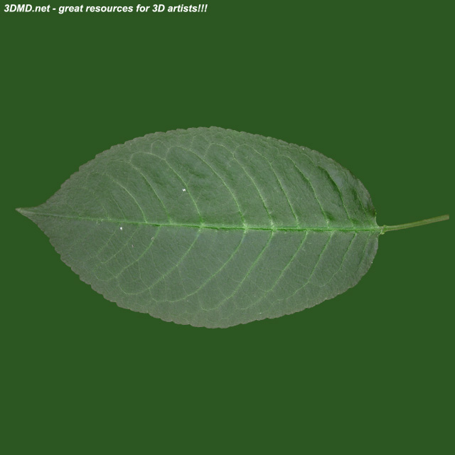 Leaf        