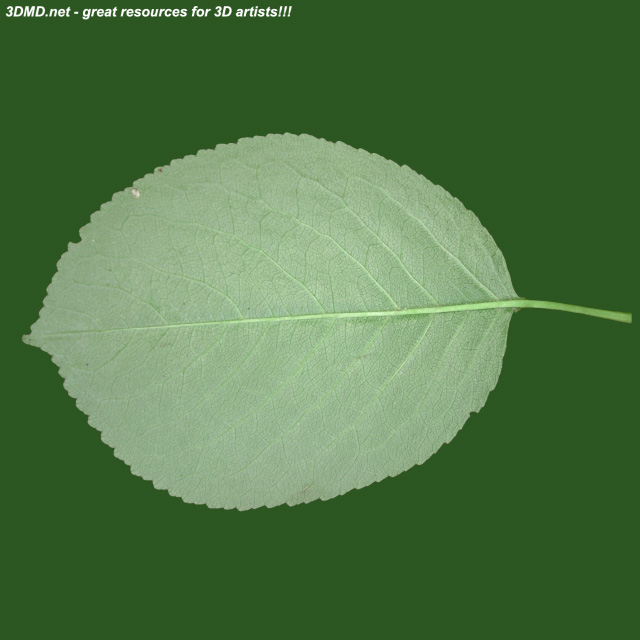 Leaf        
