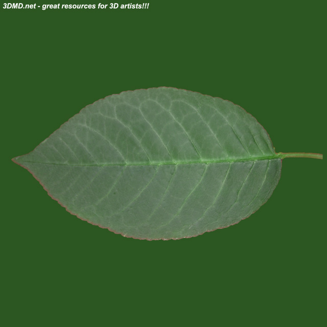 Leaf        