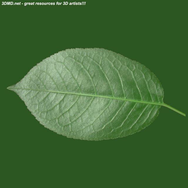 Leaf        