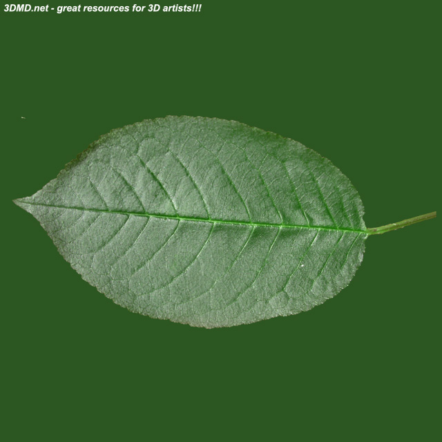 Leaf        