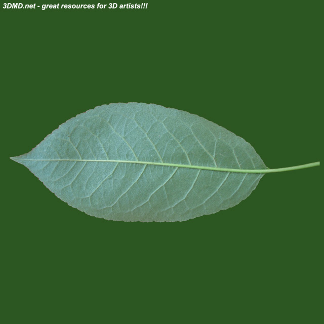 Leaf        