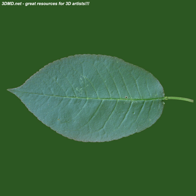 Leaf        