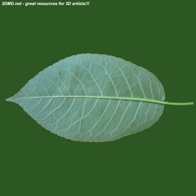 Leaf        