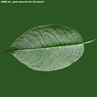 cherry_leaf_texture.jpg