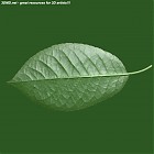 leaf_00065.jpg