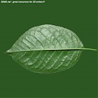 leaf_00067.jpg