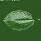 leaf_00068.jpg