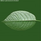 leaf_00069.jpg