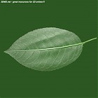 leaf_00089.jpg