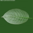 leaf_00098.jpg