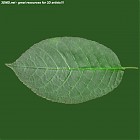 leaf_00099.jpg