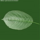 leaf_00100.jpg