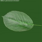 leaf_00101.jpg