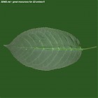 leaf_00124.jpg