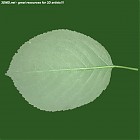 leaf_00127.jpg