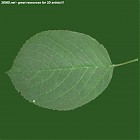 leaf_00128.jpg