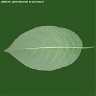 leaf_00129.jpg