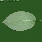 Filename=leaf_00129.jpg
Filesize=52KiB
Dimensions=640x640
Date added=Sep 14, 2006 leaf_00129.jpg