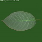 Filename=leaf_00130.jpg
Filesize=48KiB
Dimensions=640x640
Date added=Sep 14, 2006 leaf_00130.jpg