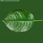 Filename=leaf_00210.jpg
Filesize=82KiB
Dimensions=640x640
Date added=Sep 14, 2006 leaf_00210.jpg