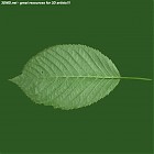 Filename=leaf_00260.jpg
Filesize=58KiB
Dimensions=640x640
Date added=Sep 14, 2006 leaf_00260.jpg