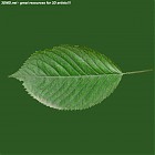 leaf_00261.jpg