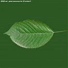 Filename=leaf_00261.jpg
Filesize=66KiB
Dimensions=640x640
Date added=Sep 14, 2006 leaf_00261.jpg