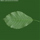 Filename=leaf_00262.jpg
Filesize=54KiB
Dimensions=640x640
Date added=Sep 14, 2006 leaf_00262.jpg