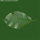Filename=leaf_00263.jpg
Filesize=63KiB
Dimensions=640x640
Date added=Sep 14, 2006 leaf_00263.jpg
